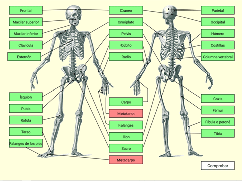 Juego El esqueleto humano